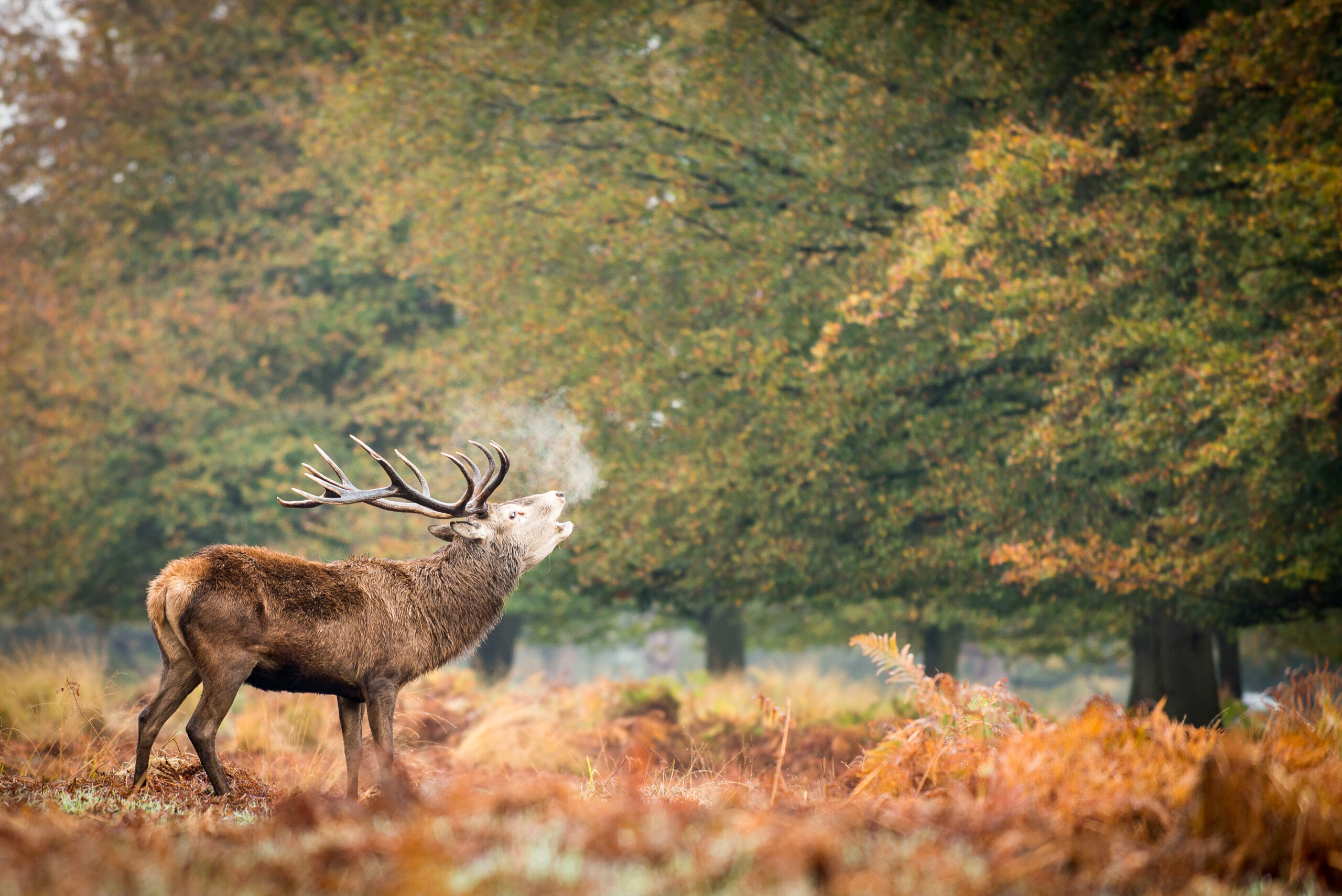 Deer blowing air on a cold autumnal day surrounded by trees with orange leaves