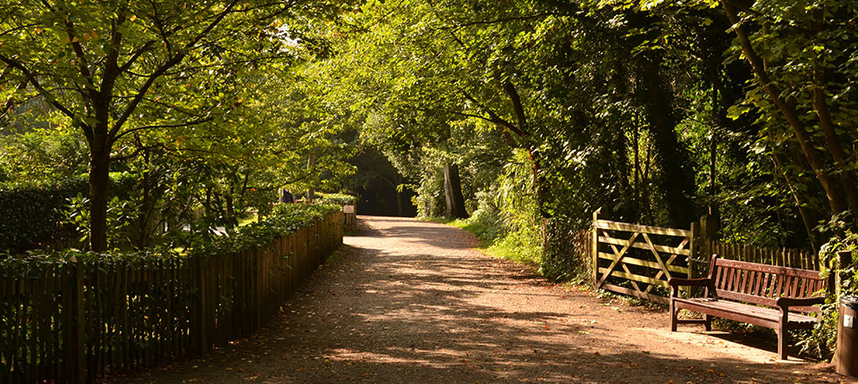 Park woods with the sun shining through the trees